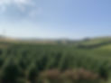 Fraser Fir Plantation7.jpg