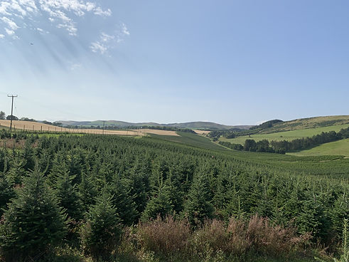 Fraser Fir Plantation7.jpg