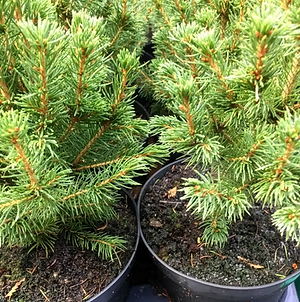 Tiny Trees.png