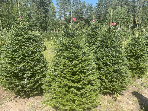 Fraser Fir Plantation4.jpg