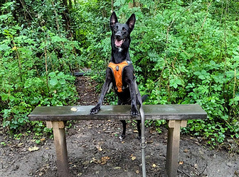 dog on bench in orange harness in the woods