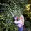 Thumbnail: Mountfield MHT 2322 Hedge Trimmer