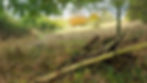 Rotting wood