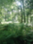 Dappled sunlight