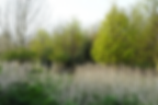New Spring growth