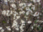 Blackthorn