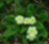 Primrose
