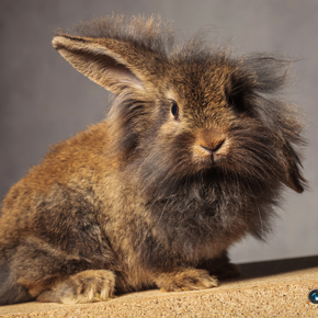 A rabbit microchip? Northampton Vets have this advice