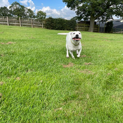Dogs enjoying the outdoors at Highwood Boarding Kennels