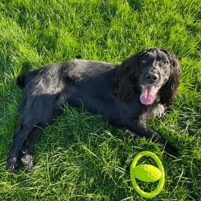 Dogs enjoying the outdoors at Highwood Boarding Kennels