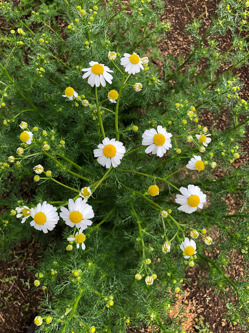 カモミールティー