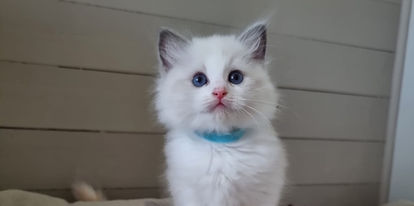 SE*Eclipsim
Regina George