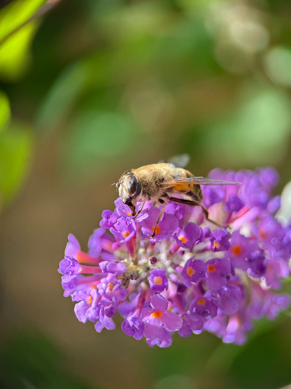 Thumbnail: Reels workshop bloemen & molen 10 juli 12:30/17:00