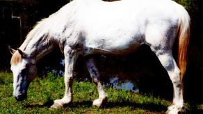 The Wild Horse's Foot