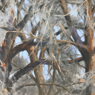 Cottonwoods in Winter