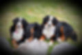 Daisey and Kya
