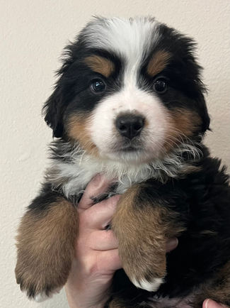 Bernese Mountain Dog Puppy