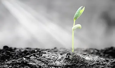 Hope_Sprout from Dirt-WEB.webp