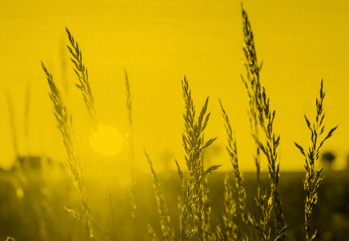 Abendsonne über einem Feld