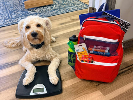 Goldendoodle sitting on a scale next to an overstuffed kids' backpack for a weight comparison