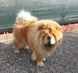 ALMANZOR'S ETERNAL LEGEND D CAN ALBA