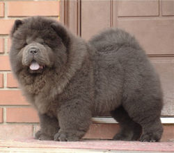 CHOW-DALEN ANAKIN SKYWALKER