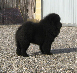 RUSSIAN BEAUTY IZ RHYZEI STAI