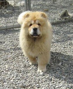 IL TRIONFO DELLA VITA DE CAN ALBA