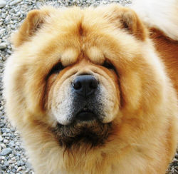 HANNIBAL DE LOS PERROS DE BIGO