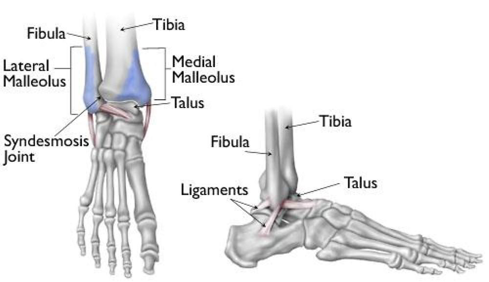 normal ankle