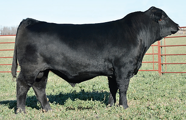 This Jackpot son is a A.I. sire