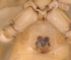 Clubiona terrestris