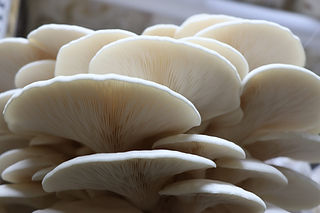 oyster.jpg