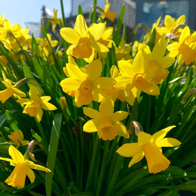March at The Langton Greenhouse and Garden Centre