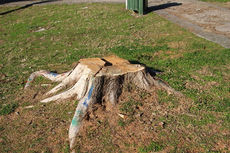 her şey ilk kazmayı vurmakla başladı...