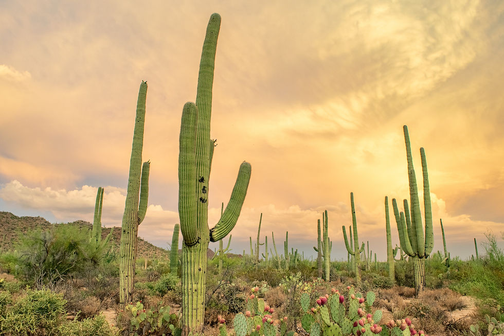 Cacti.jpg
