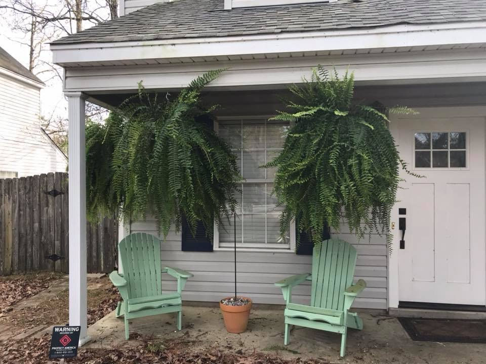 Boston Fern