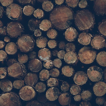 houten boom