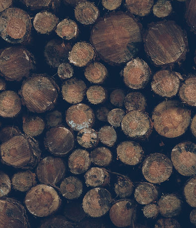 Baum-Abbau