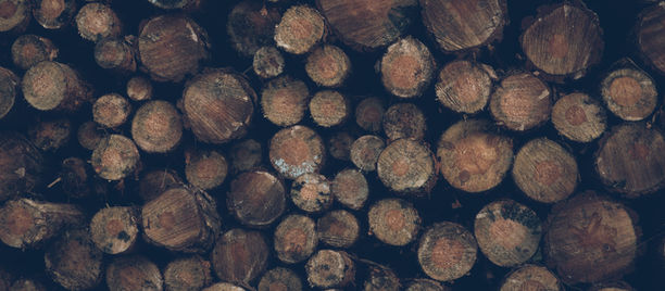 A look back at the Newfoundland Loggers' Strike