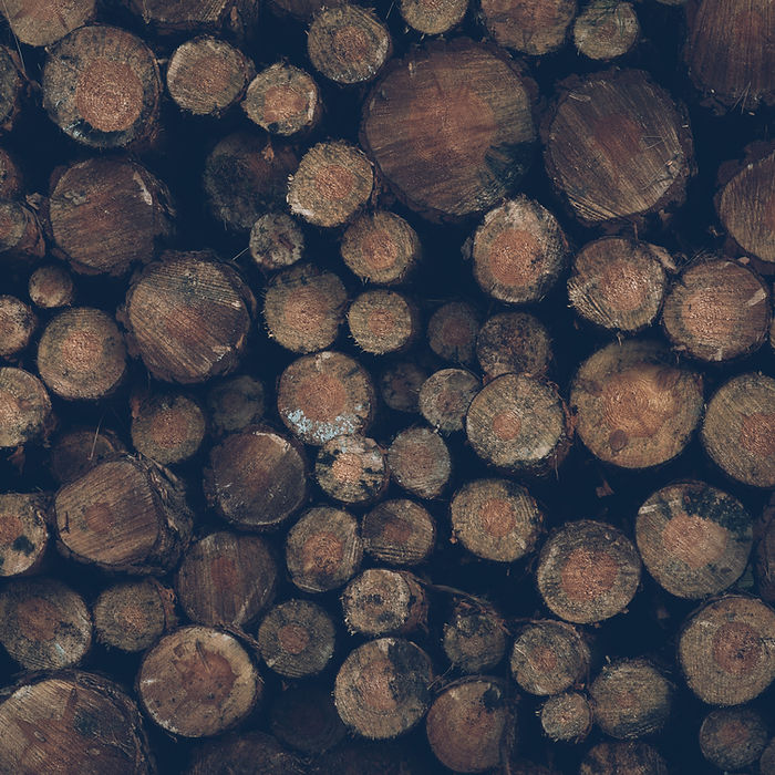 Tree Removal