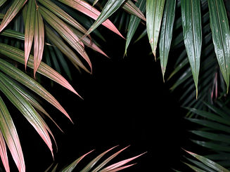 light blush pink palmetto leaves on night black background.jpg