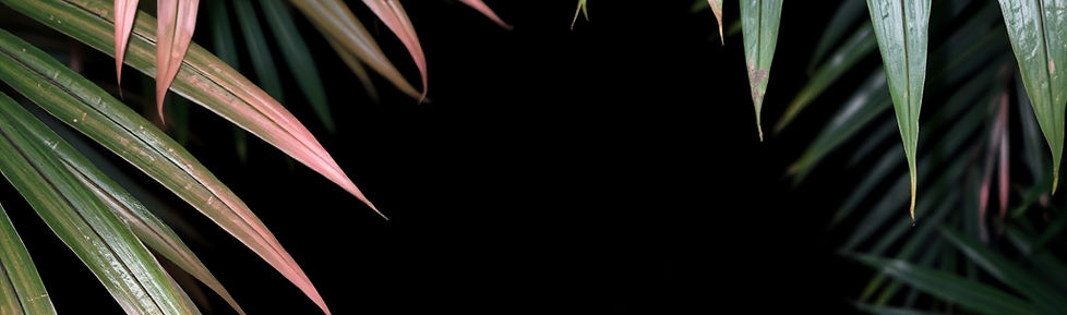 light blush pink palmetto leaves on night black background.jpg