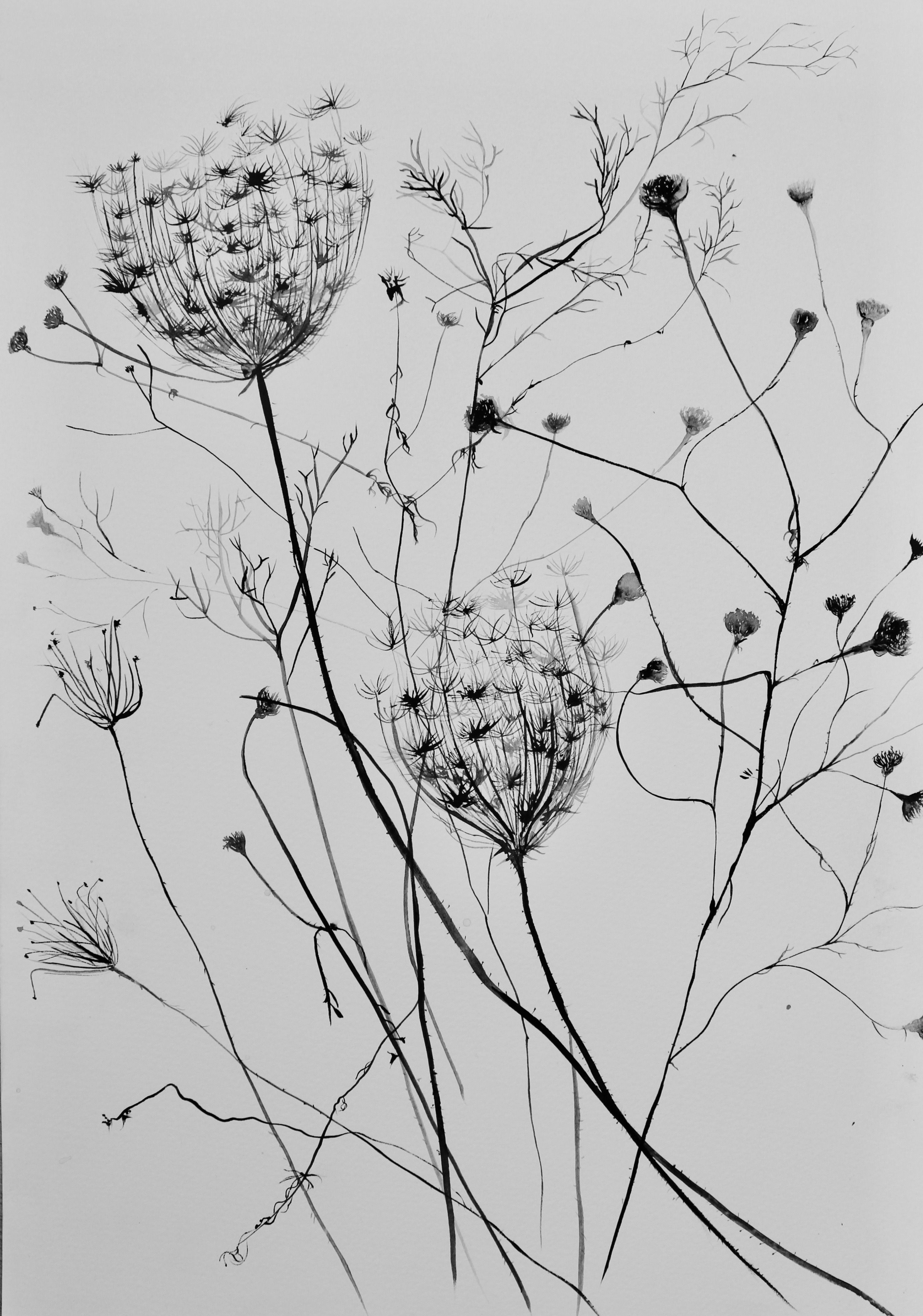 Spanish Seedheads