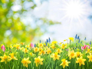 Colorful field of wildflowers springing to life