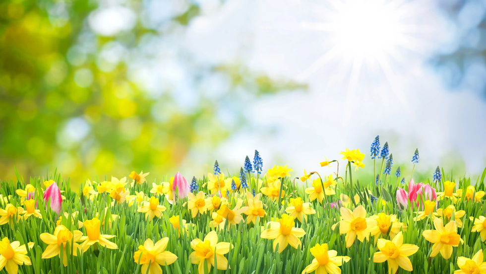 Colorful field of wildflowers springing to life