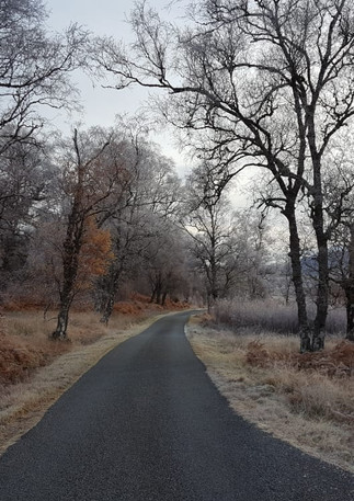 frosty birch.jpeg