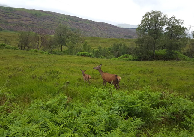 doe and calf.jpeg