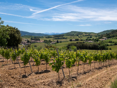 1693: view of vineyards and the Limouxin Pyrenees