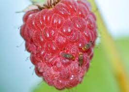 Spotted Wing Drosophila